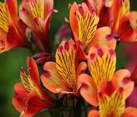 中兴轴承股票是美国官方 规格最高 标价449.98美元